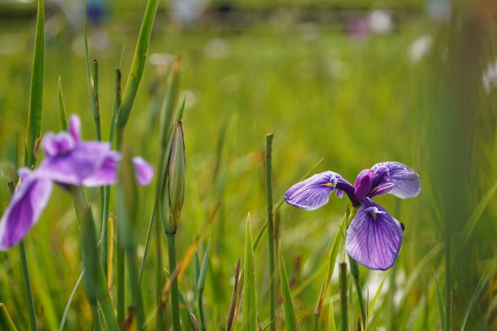 TAMRON(B061)を装着したα6600でフォーカス位置を変えて撮影した菖蒲