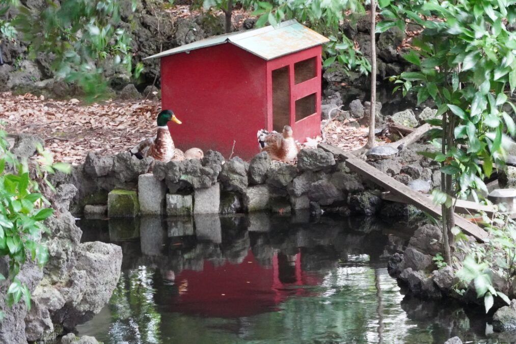 世田谷八幡宮 末社 厳島神社 池に浮かぶ御社殿とカモ