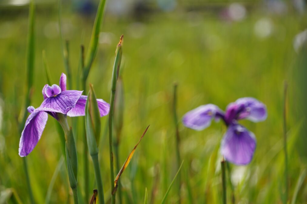 TAMRON(B061)を装着したα6600でフォーカス位置を変えて撮影した菖蒲