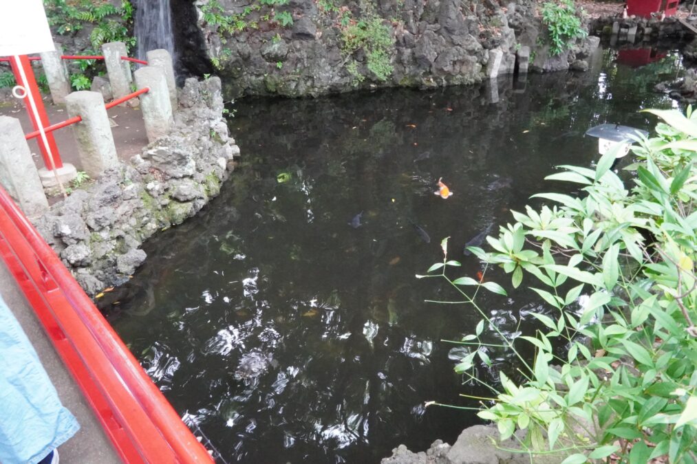 世田谷八幡宮 末社 厳島神社 池のコイ