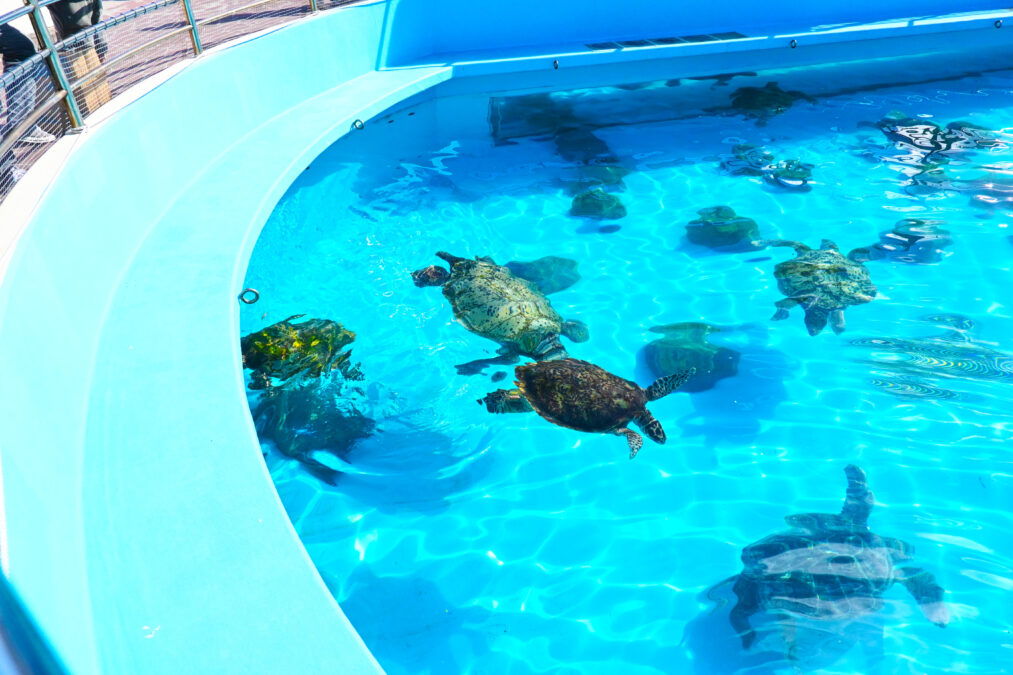 美ら海水族館のウミガメ