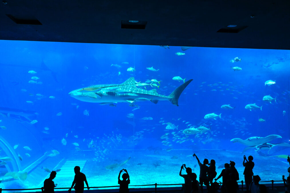 美ら海水族館のジンベエザメ