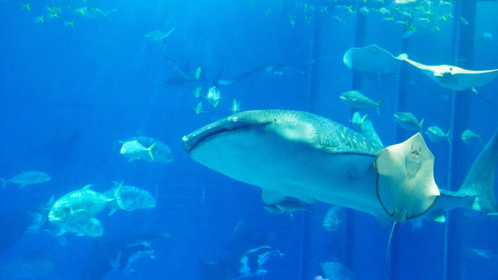 美ら海水族館のジンベエザメ