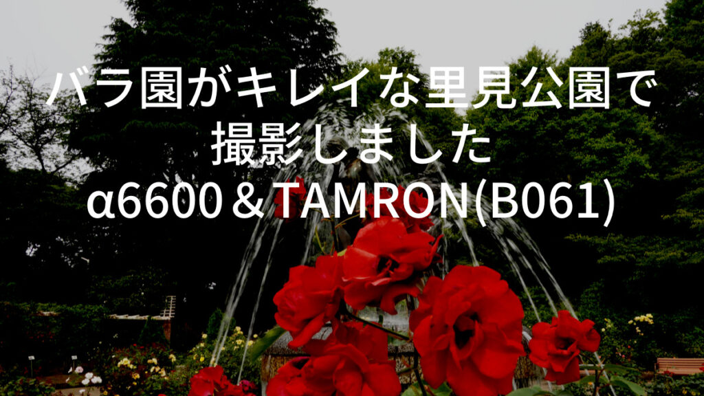 バラ園がキレイな里見公園で撮影しました｜α6600＆TAMRON(B061)