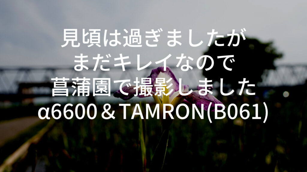 バラ園がキレイな里見公園で撮影しました｜α6600＆TAMRON(B061)